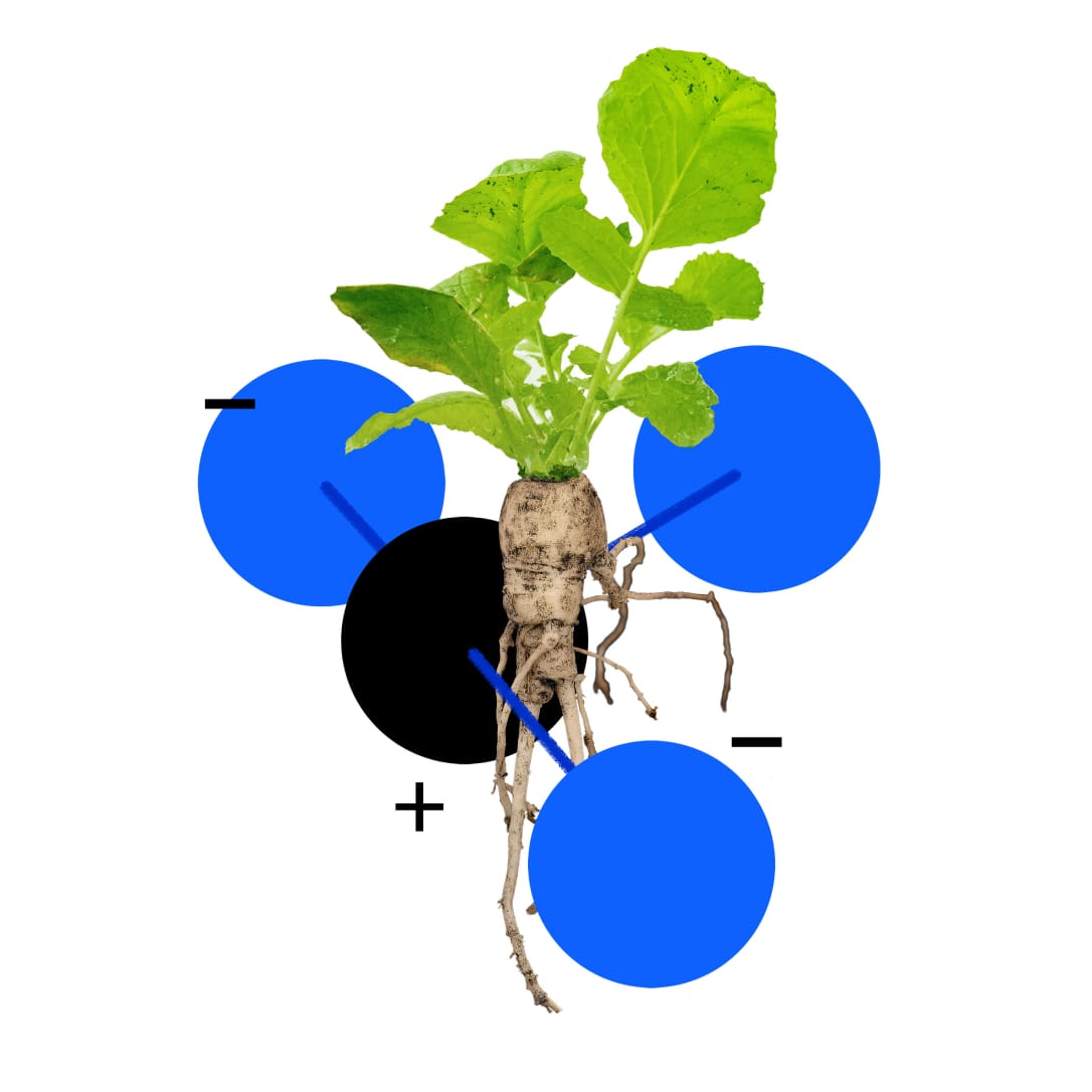 Graphic design of vegetable exposed with roots and leaves showing mixed with three blue circles and black circle