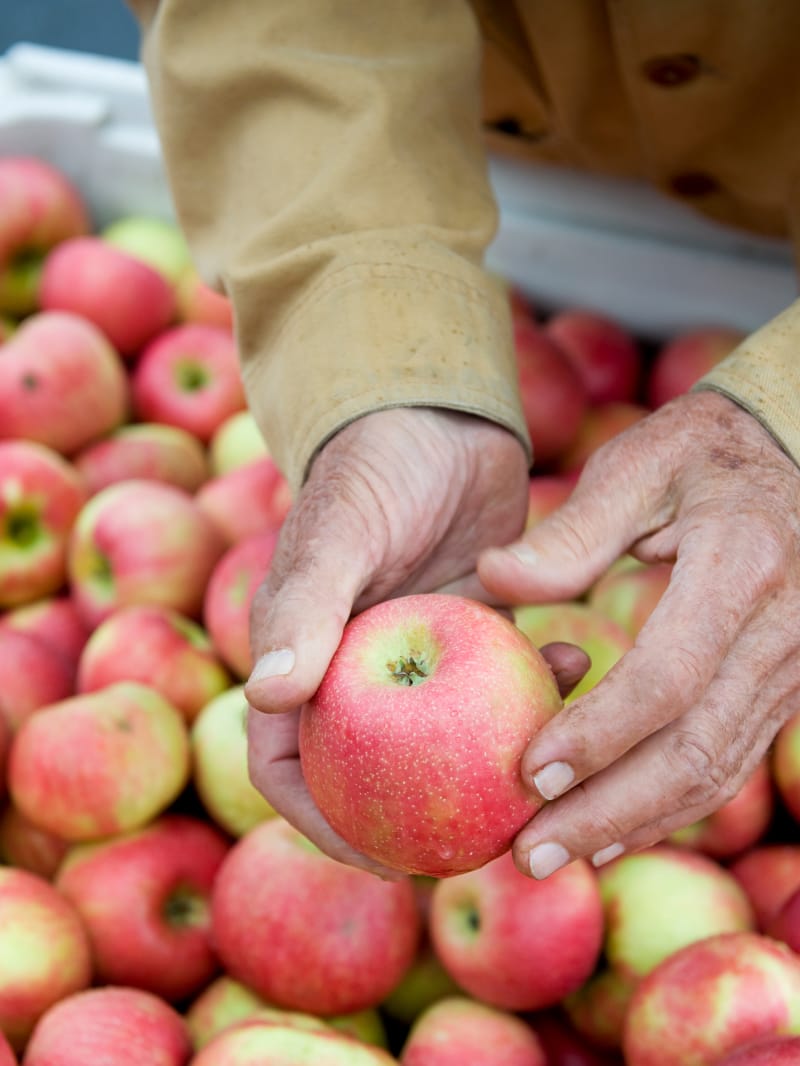 Two hands holding an apple over top a bin full of apples